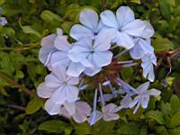 Plumbago - Plumbago capensis (en Corse) (02) (Photo F. Mrugala)